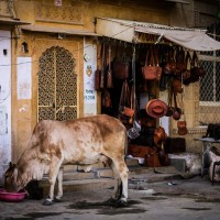 Осторожно,Индия (фото)