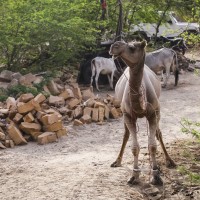 Осторожно,Индия (фото)
