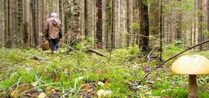 «Тихая охота»: как не стать жертвой