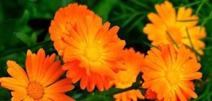 Календула – ноготки лекарственные