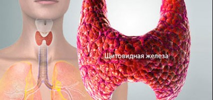 Что мы должны знать о щитовидной железе